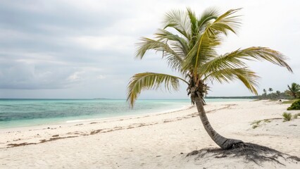 Obraz premium Bahamas Low Light Beach Palm Tree Photography: Dream Beach Sunset, Night Photography, Island Paradise
