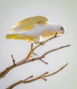 Little Corella (Cacatua sanguinea) about to alight from branch.