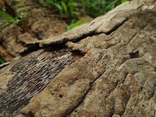 Red ants on a tree bark