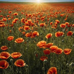 Obraz premium poppy field with blue sky