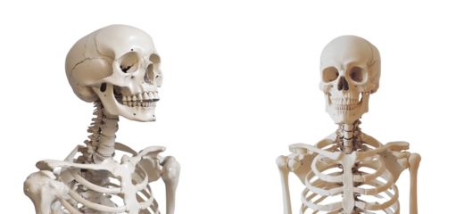 Human skeleton, full body, isolated on a Transparent background 