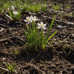 spring flowers snowdrops
