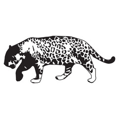 Vector illustration of a tiger,types of wild animals,on a white background