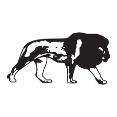 Vector illustration of a lion,types of wild animals,on a white background