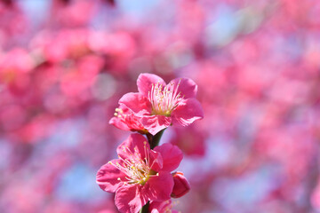 梅の花　ピンク色