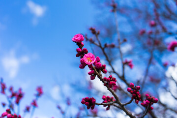 Close-up of red plum blossoms under the blue sky