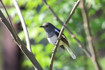 Oriental Magpie Robin on tree