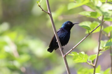 Purple Sunbird on tree