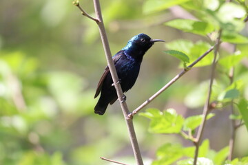 Purple Sunbird on tree