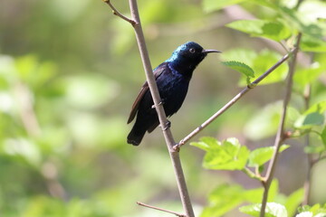 Obraz premium Purple Sunbird on tree