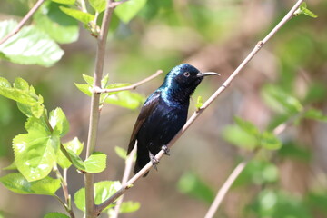 Purple Sunbird on tree