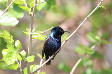 Purple sunbird