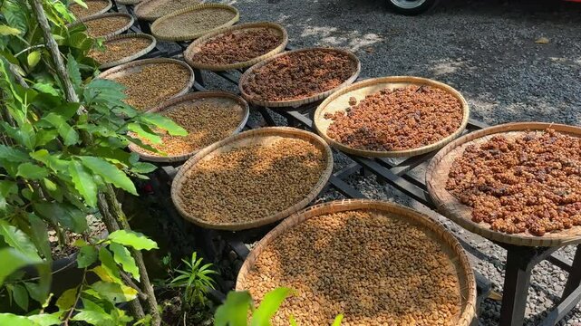 Rows of bamboo trays containing coffee beans laid out to dry. Premium coffee from Indonesia. Civet coffee or "Kopi luwak".