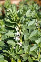 Legume known as Vicia faba in a vegetable garden in Madrid