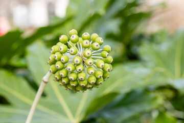 Fatsia japonica plant. Evergreen plant for a jungle or tropical themed garden