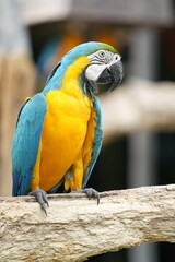 A colorful macaw stands on a branch for easy photography.