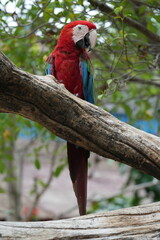 A colorful macaw stands on a branch for easy photography.
