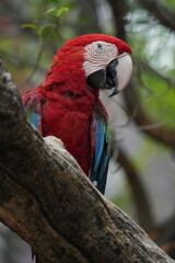 A colorful macaw stands on a branch for easy photography.