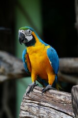 A colorful macaw stands on a branch for easy photography.