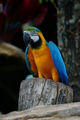A colorful macaw stands on a branch for easy photography.