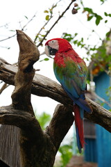 A colorful macaw stands on a branch for easy photography.