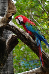 A colorful macaw stands on a branch for easy photography.