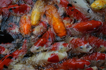 Hundreds of koi fish gather to compete for food.