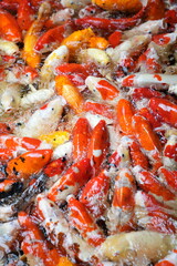 Hundreds of koi fish gather to compete for food.