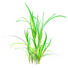 3D rendering of Napier grass isolated on transparent canvas