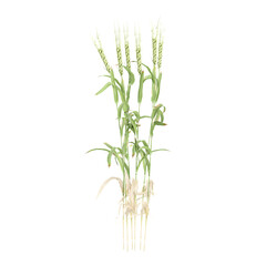 Cynosurus cristatus Grass isolated on transparent canvas