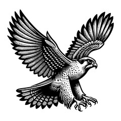Fototapeta premium Falcon flying sketch engraving black and white outline. Scratch board imitation. illustrated in vintage line art style on a white background. 