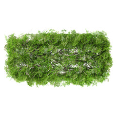 Green beautiful green moss is laying isolated on Canvas from top view