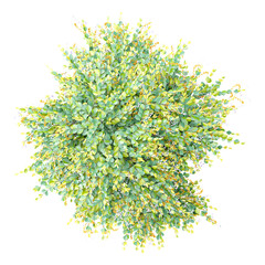 Top view of Bush isolated on transparent Canvas