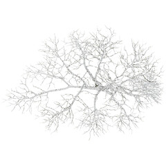 Obraz premium winter snowy Winter Fir Tree isolated on transparent Canvas from the top view