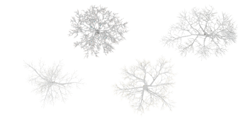 Winter tree on snow isolated in white background from top view