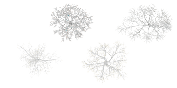 Winter tree on snow isolated in white background from top view