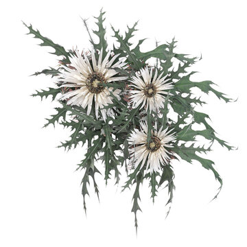 3d illustration of stone with leaves and grass isolated on transparent canvas from top view