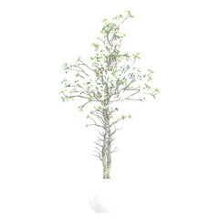 3D rendering of Cornus officinalis in pot isolated on transparent canvas