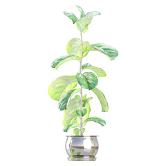 3D rendering of Fiddle-leaf fig in pot isolated on transparent canvas