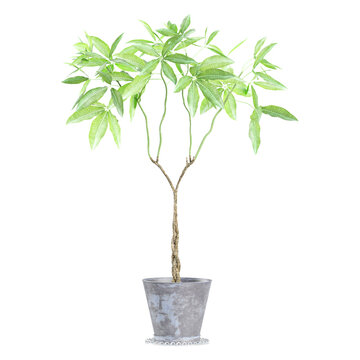 3D rendering of Guiana Chestnut in pot isolated on transparent canvas