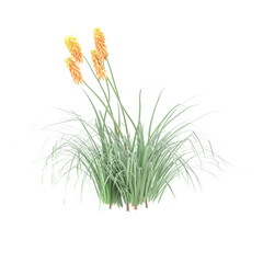 3d rendering of Red hot poker isolated on transparent Canvas