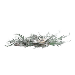 beautiful Burdock plants isolated on Canvas