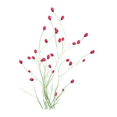 beautiful Sanguisorba officinalis plants isolated on Canvas