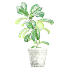 Fototapeta premium collection of Fiddle-leaf fig in pot with realistic style
