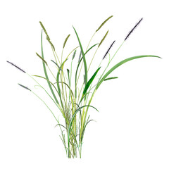 collection of green wild grass with realistic style