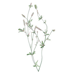 collection of Hare's-foot clover with realistic style