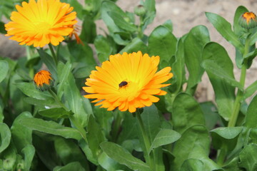 Ruddles, Calendula or Mary's gold beautiful yellow flowers
