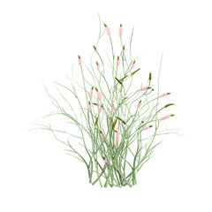 Green beautiful grass isolated on Canvas
