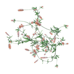 Green Hare's-foot clover isolated on transparent Canvas from the top view