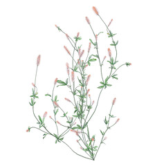 Green Hare's-foot clover isolated on transparent Canvas